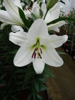 [5223 Tisento VZ No01.JPG]